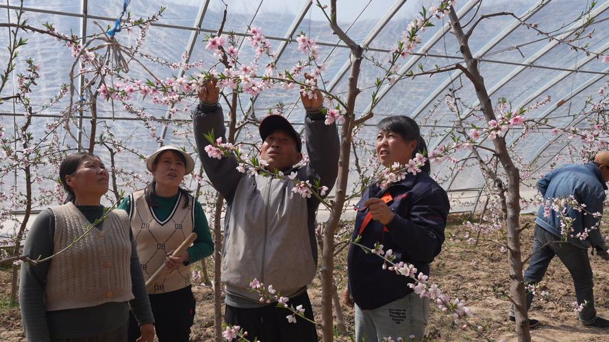 (乡村行·看振兴)山西上党:早春大棚桃花俏 蜜蜂授粉忙