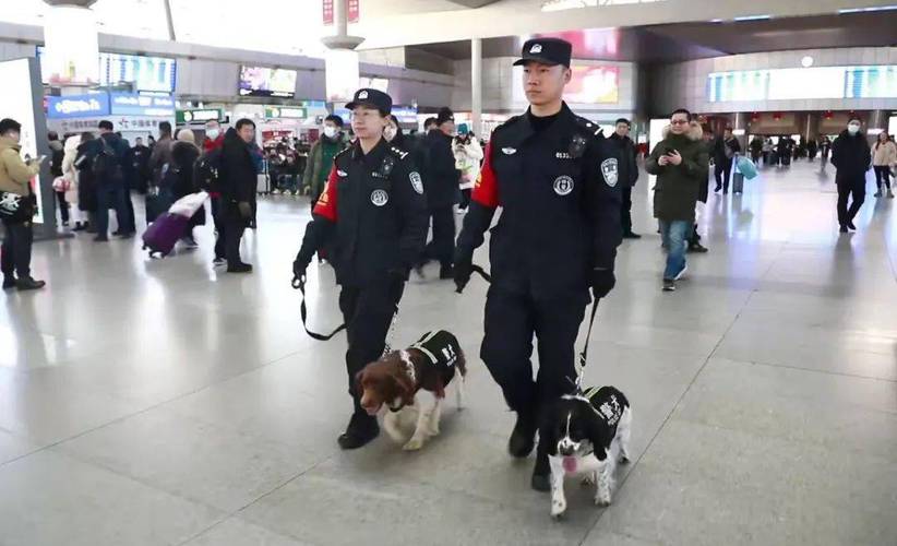 警犬“搭子”的第四个春运:默契合作守护旅客平安出行