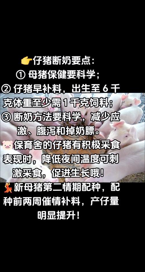饲料加“秘方” 仔猪身体壮