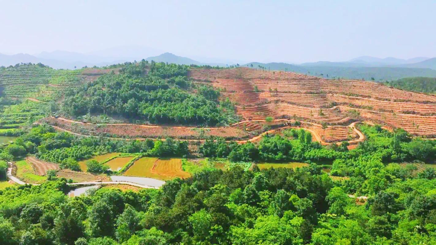 （身边的变化）福建顺昌千亩油茶喜迎丰收