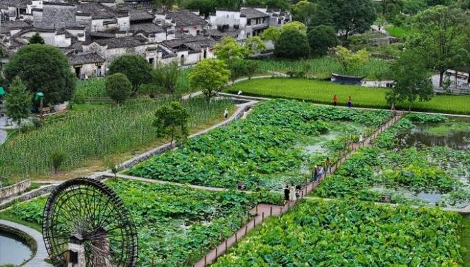 (乡村行·看振兴)福建宁化:“果香茶韵小镇” 现丰收景