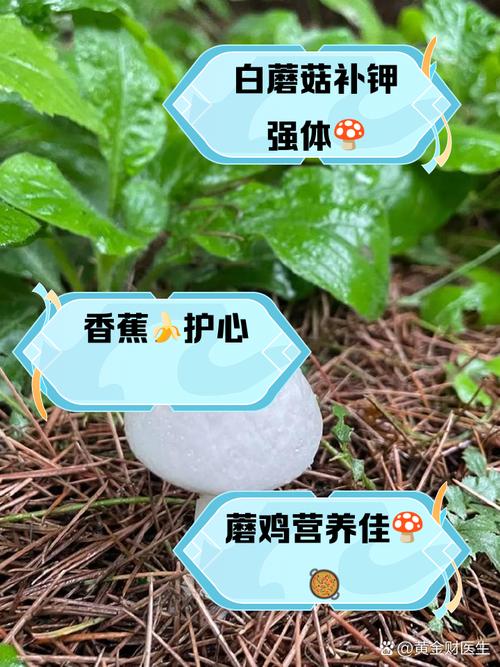 钾含量是香蕉的7倍,钙含量近牛奶的4倍!这菜被称为“海上松茸”,错过可惜