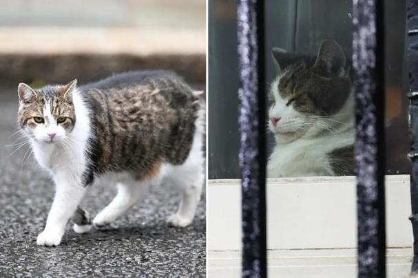 “英国第一猫”拉里已17岁 唐宁街准备应对其死亡计划