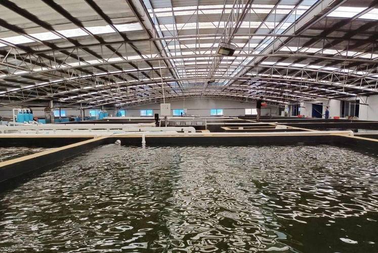 陵水晨海种业有限公司将科研中心建在水产基地:研产结合提高水产种业科技含量