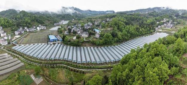 我的博鳌故事|志愿讲解团队培训导师蒋秀娟:让外宾get和美乡村