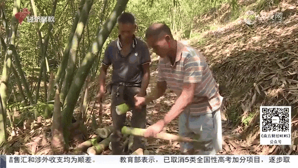 (新春走基层)广东英德:“剥皮黄金”麻竹笋 成就百亿富民产业