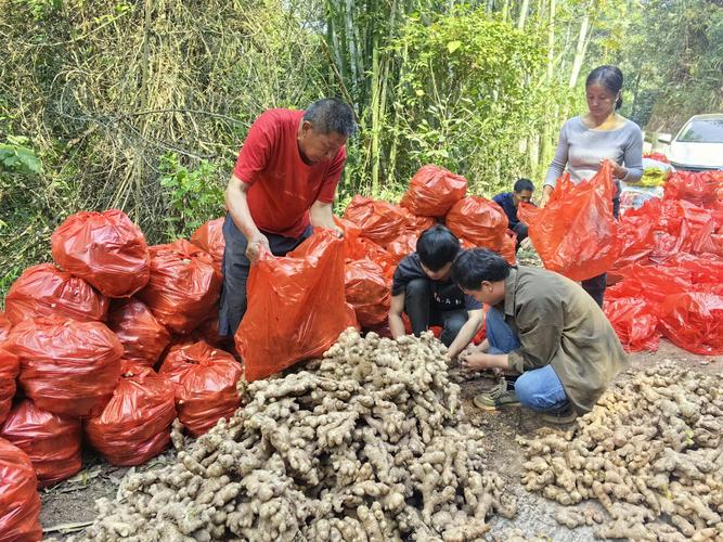 (乡村行·看振兴)江西瑞昌:红土地里种出“金疙瘩”