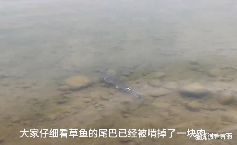 长江禁渔保护成效显著 从“鱼变大变多”见证水产资源稳步恢复