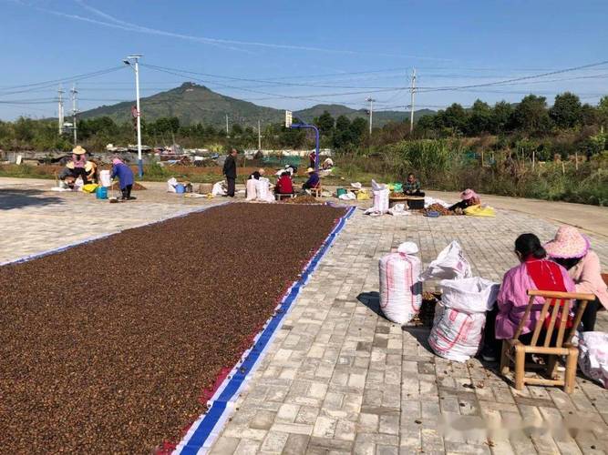 (乡村行·看振兴)江西南昌:油茶丰收采摘忙 村民增收有奔头