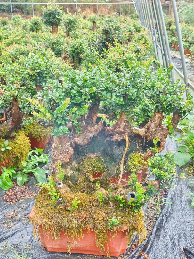 (乡村行·看振兴)苗木盆景变身城市绿化带 浙江金东曹宅镇做活路域经济