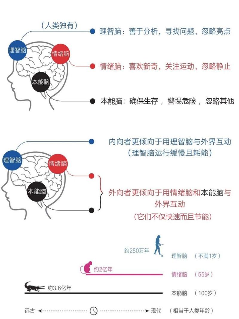 识别情绪的大脑回路发现