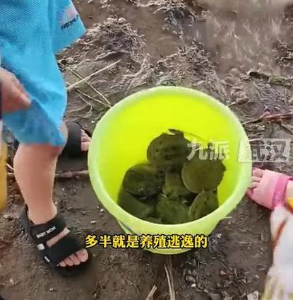 长江边甲鱼集体冒头!专家紧急提醒