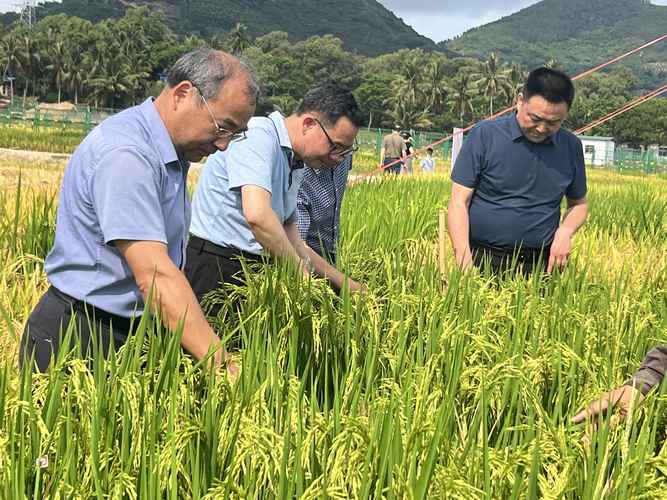 祁阳:扎实开展农作物新品种试验示范