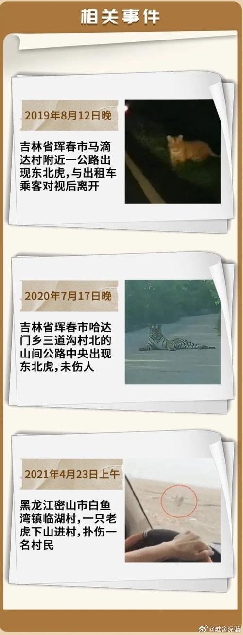 黑龙江勃利周边多地发布东北虎防范通告:勿入山区、尽量结伴同行