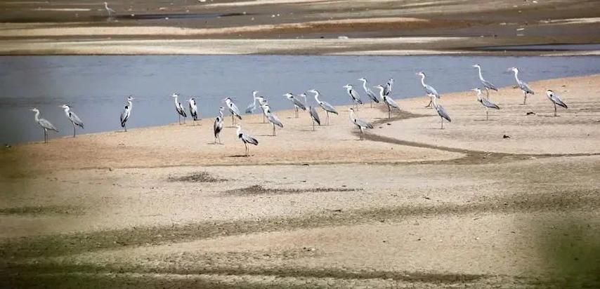 鄱阳湖守卫者,12年来救助800多只候鸟