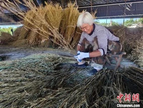 (走进中国乡村)河北赵县“金枝扫帚”出圈记