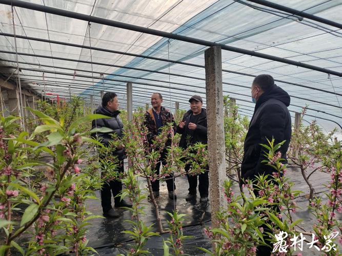蔬菜防寒,海口农技专家有“暖招”