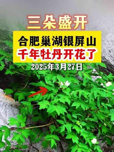 花开几朵你来猜!巢湖银屏山千年牡丹打花苞