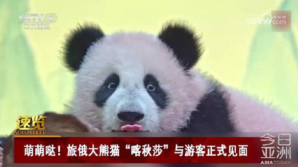 首只在俄出生大熊猫“喀秋莎”体重已达20公斤