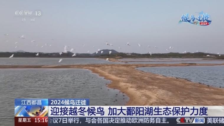 越冬候鸟陆续飞抵鄱阳湖 三趾滨鹬首次在江西都昌露面