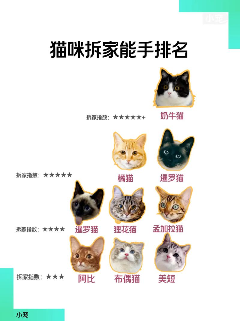 拆家算什么！这只猫因为给主人“做了顿饭”，身价暴涨到10万！