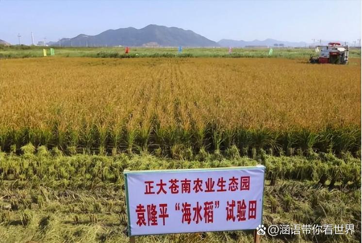 琼海旱作水稻首次在晚稻时期试种成功 撂荒地种晚稻亩产达1149斤
