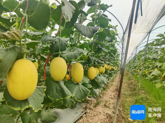 三亚今冬明春瓜菜种植面积16万亩 预计产量超32万吨