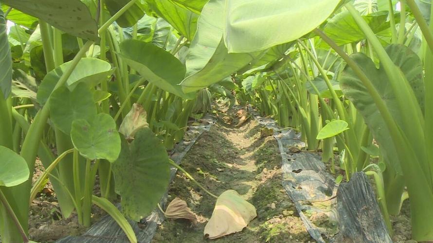湖南江永香芋飘香海外 特色产业增产又增收