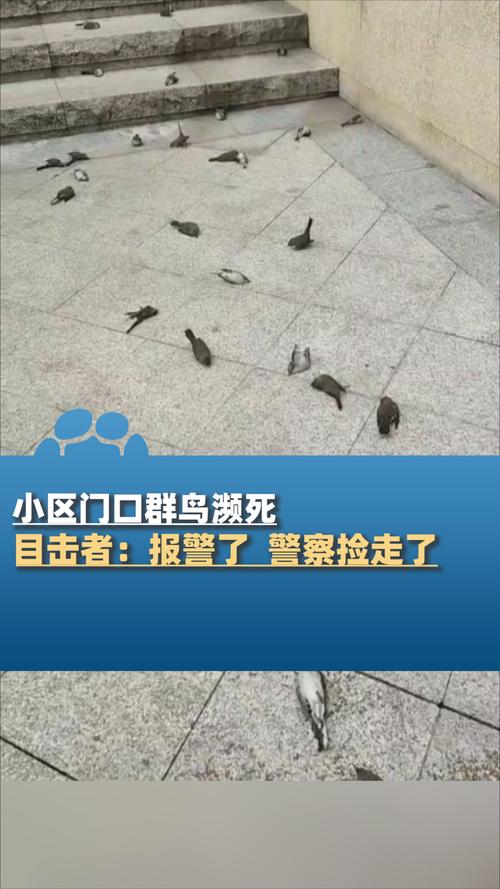 黑龙江一派出所刚开门,一只小鸟飞进来“报警”……