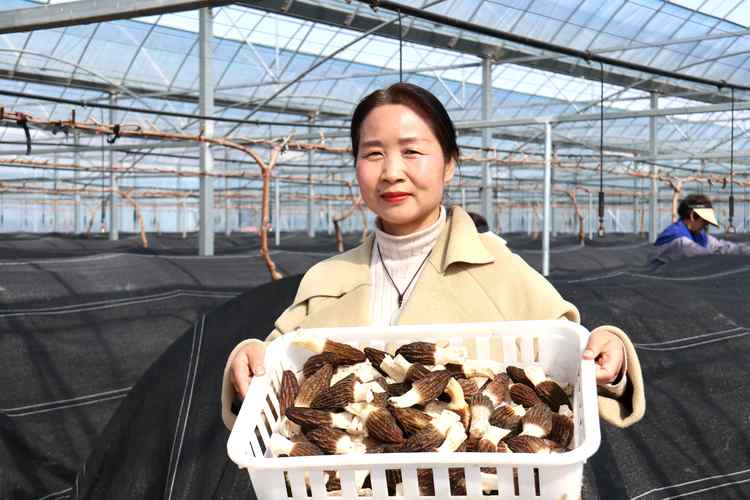 浙江开化:小小羊肚菌 共富新产业