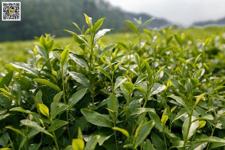 祁门红茶当家树种遨游太空14天被接回家 将用于培育和科研