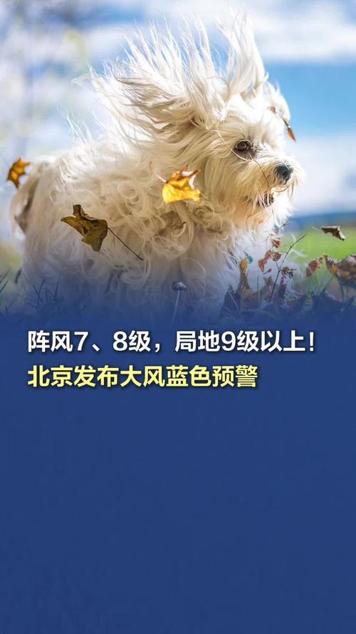 北京市发布大风蓝色预警 大部分地区阵风6至7级