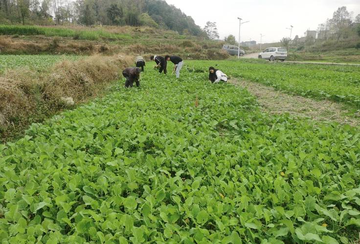 贵州思南：稻油轮作补短板 机械化作业效率高