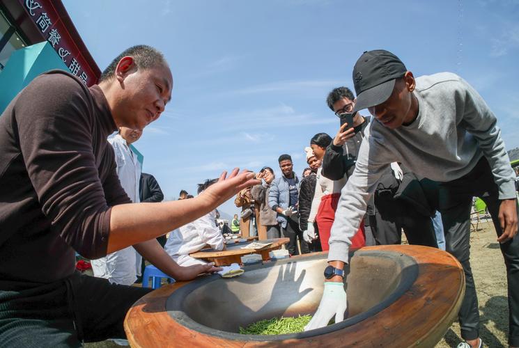 浙江瑞安“清明早茶”开采 侨力助推茶叶出海“破圈”